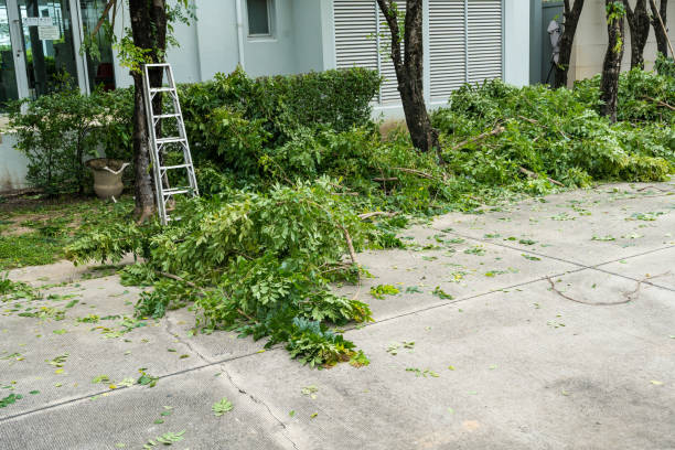 The Steps Involved in Our Tree Care Process in Helena, OK